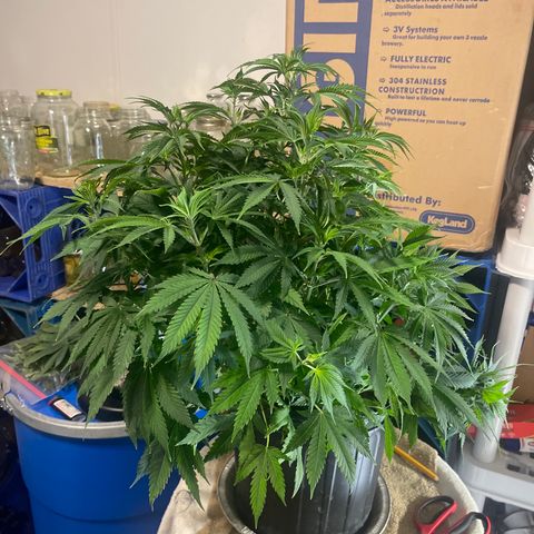 Auto Apples Bananas growlog timeline photo