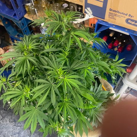 Auto Apples Bananas growlog timeline photo