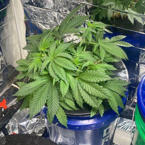Auto Apples Bananas growlog photo: First day of training. 