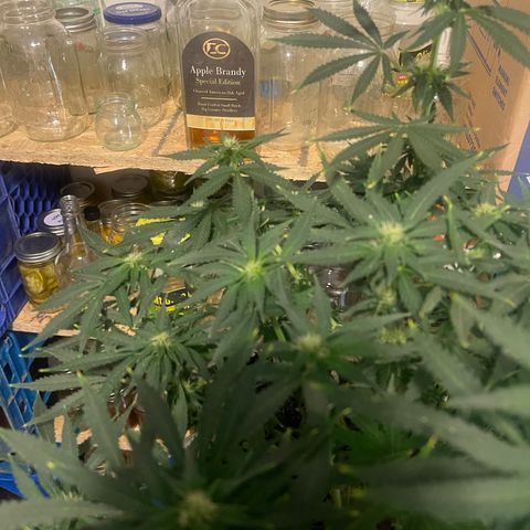 Auto Tutankhamen (King Tut) growlog timeline photo