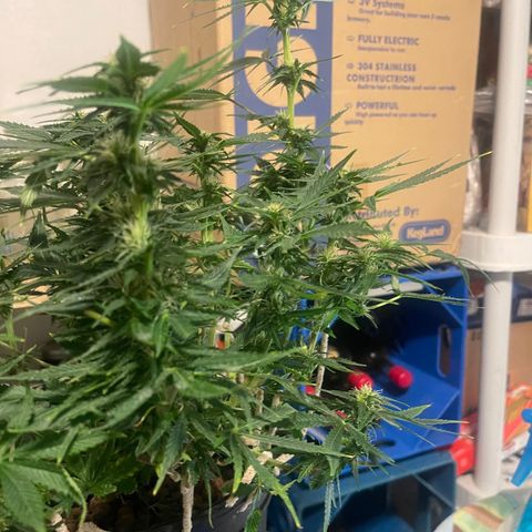 Auto Tutankhamen (King Tut) growlog timeline photo