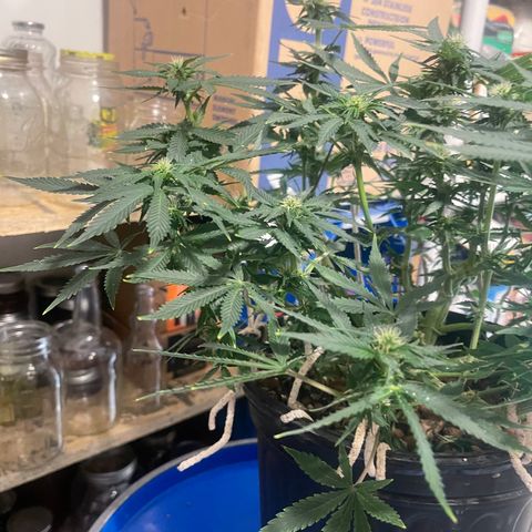 Auto Tutankhamen (King Tut) growlog timeline photo