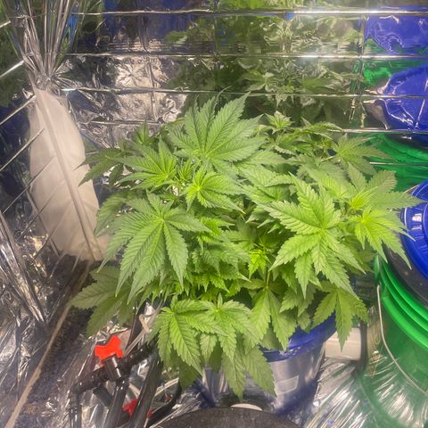 Auto Apples Bananas growlog timeline photo