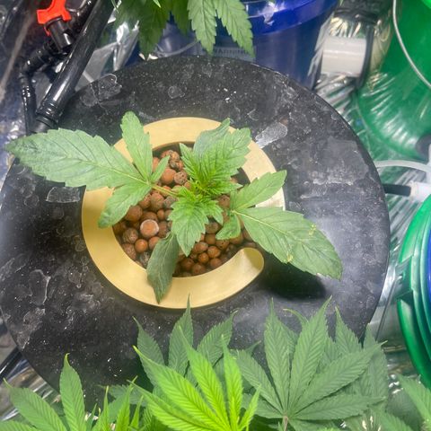 Auto Chem Cookies growlog timeline photo