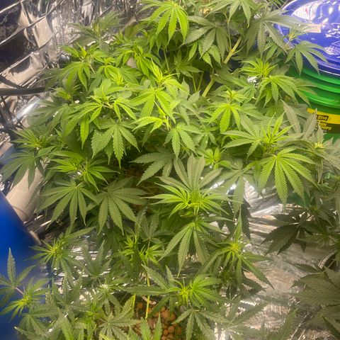 Auto Apples Bananas growlog photo: Yeeee Haaaw! That’s my girl!
