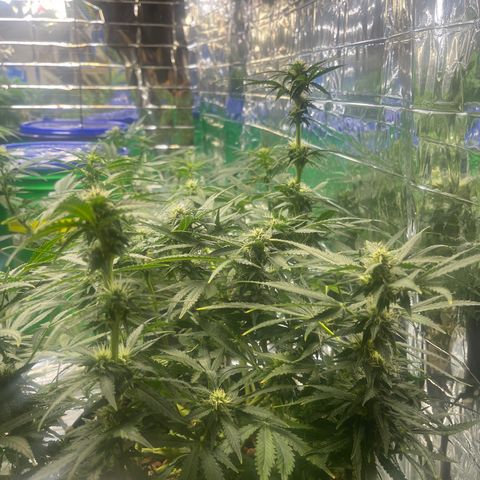 Auto Tutankhamen (King Tut) growlog timeline photo
