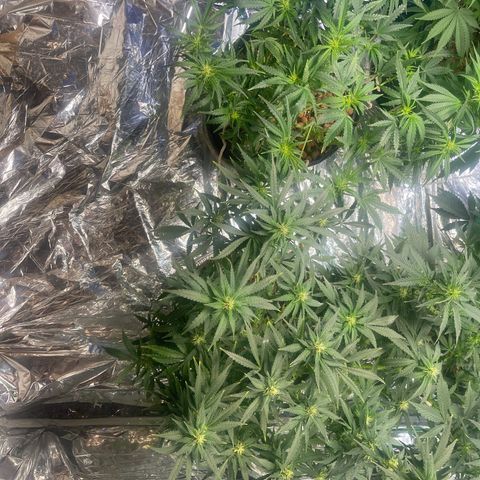Auto Tutankhamen (King Tut) growlog timeline photo