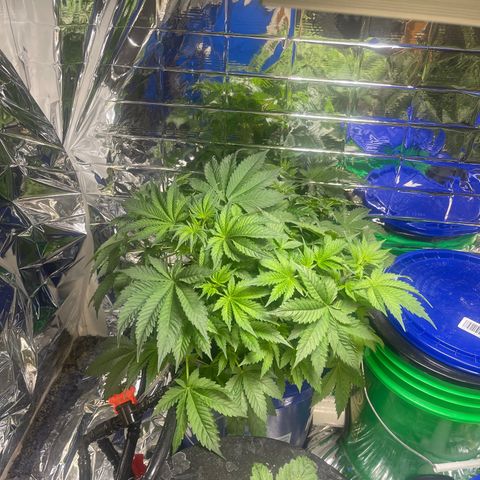 Auto Apples Bananas growlog timeline photo