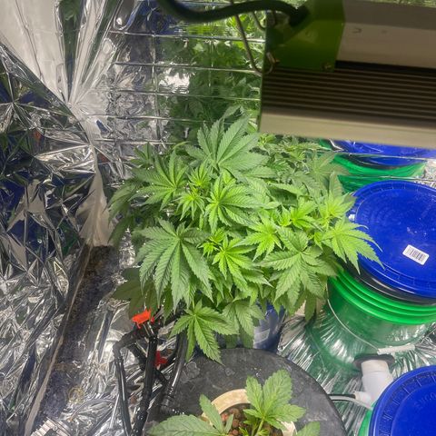 Auto Apples Bananas growlog timeline photo