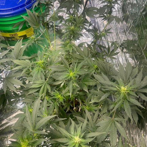Auto Chem Cookies growlog timeline photo