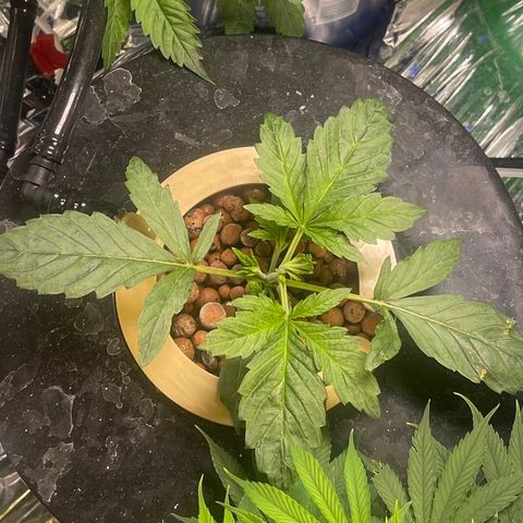 Auto Chem Cookies growlog timeline photo