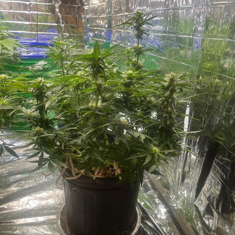Auto Tutankhamen (King Tut) growlog timeline photo