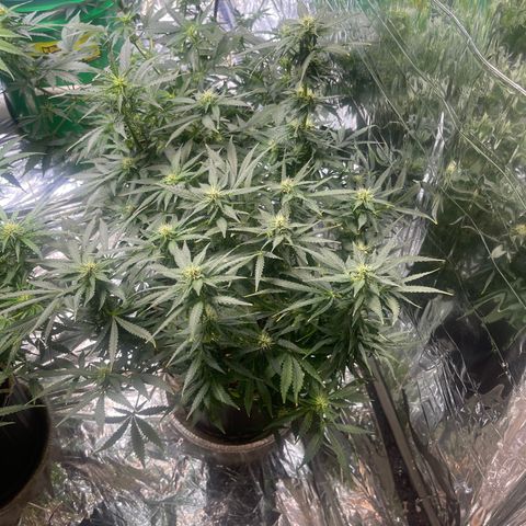 Auto Tutankhamen (King Tut) growlog timeline photo