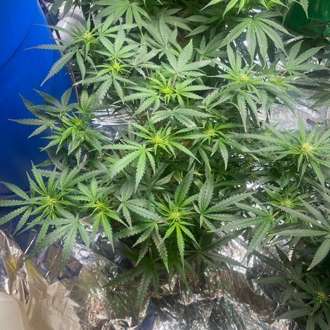 Auto Tutankhamen (King Tut) growlog timeline photo
