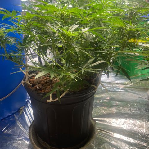 Auto Tutankhamen (King Tut) growlog timeline photo