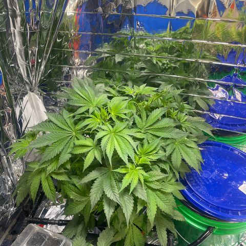 Auto Apples Bananas growlog timeline photo
