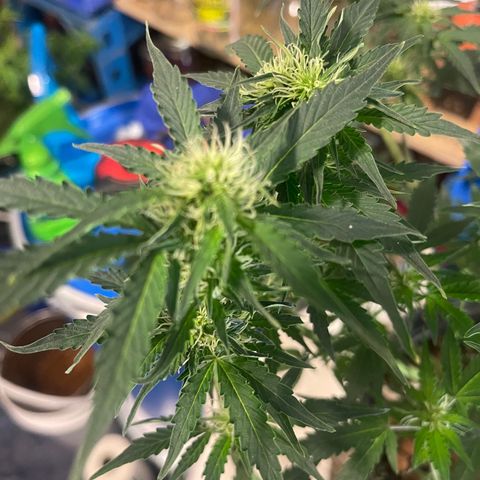 Auto Chem Cookies growlog timeline photo