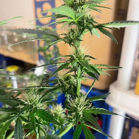 Auto Chem Cookies growlog timeline photo