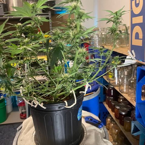 Auto Chem Cookies growlog timeline photo