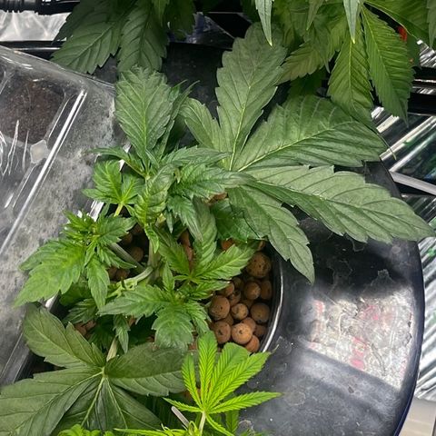 Auto Chem Cookies growlog timeline photo