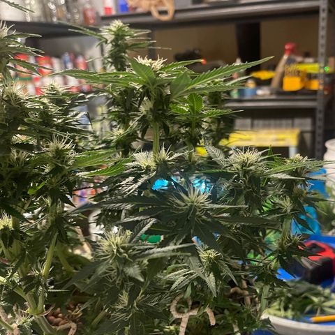 Auto Tutankhamen (King Tut) growlog timeline photo