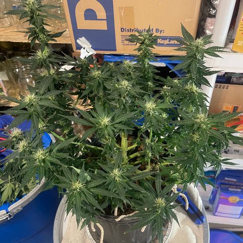 Auto Tutankhamen (King Tut) growlog timeline photo