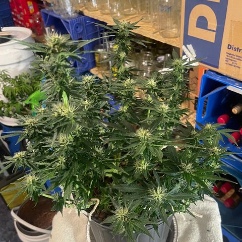 Auto Tutankhamen (King Tut) growlog timeline photo