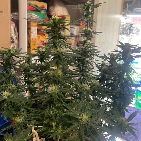 Auto Tutankhamen (King Tut) growlog timeline photo