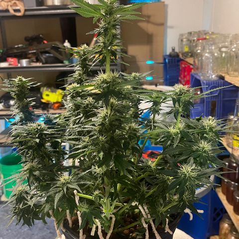 Auto Tutankhamen (King Tut) growlog timeline photo