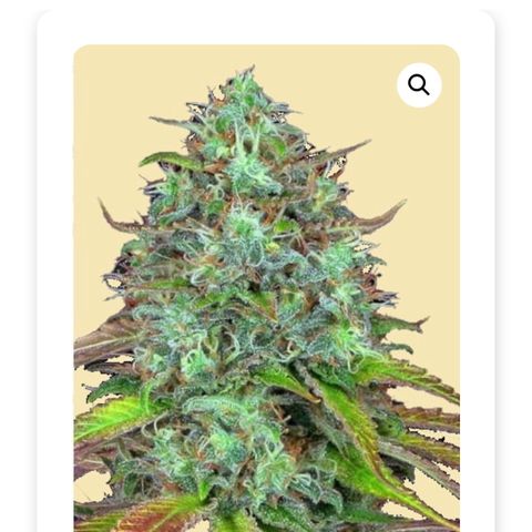 Auto LSD Cookies growlog timeline photo