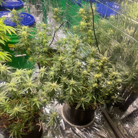 Auto Tutankhamen (King Tut) growlog timeline photo