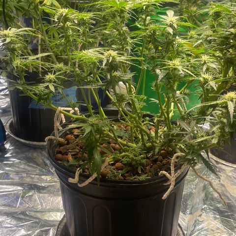 Auto Tutankhamen (King Tut) growlog timeline photo