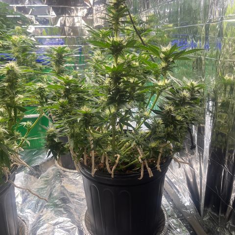 Auto Tutankhamen (King Tut) growlog timeline photo