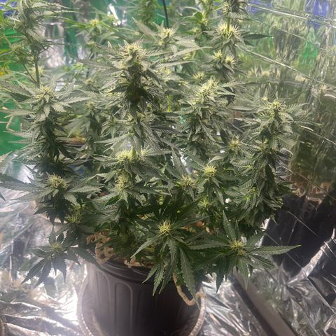Auto Tutankhamen (King Tut) growlog timeline photo