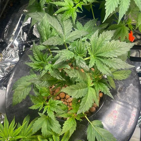 Auto Chem Cookies growlog timeline photo