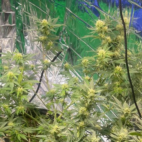 Auto Chem Cookies growlog timeline photo