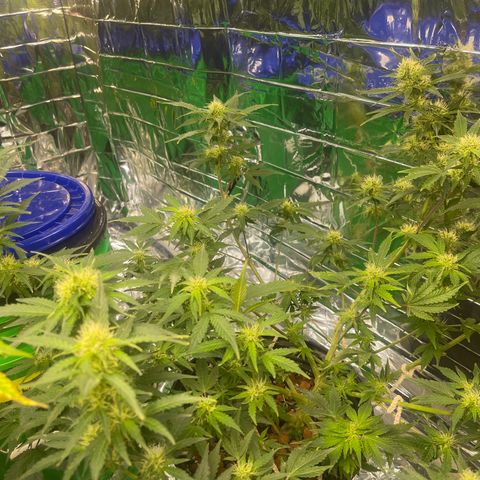 Auto Chem Cookies growlog timeline photo