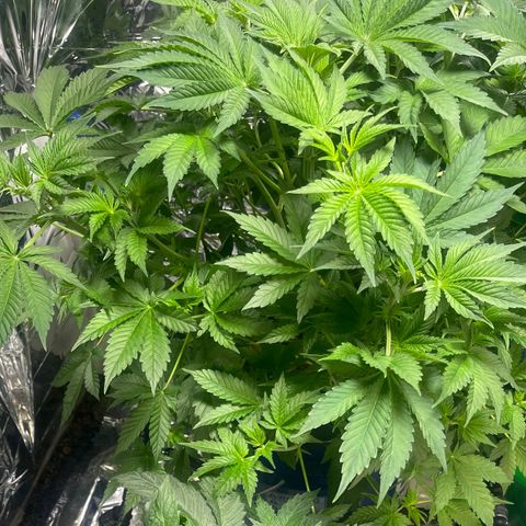 Auto Apples Bananas growlog timeline photo