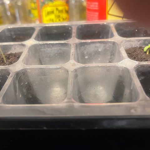 Auto LSD Cookies 1 growlog timeline photo