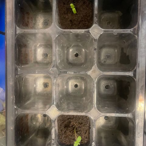 Auto LSD Cookies 1 growlog timeline photo