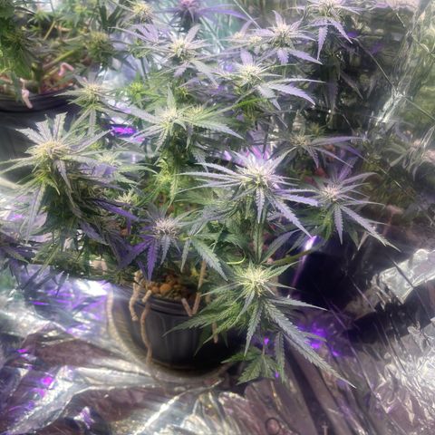 Auto Tutankhamen (King Tut) growlog timeline photo