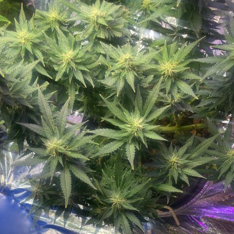 Auto Tutankhamen (King Tut) growlog timeline photo
