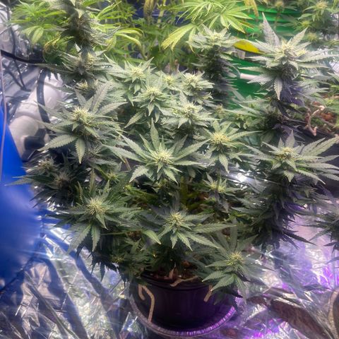 Auto Tutankhamen (King Tut) growlog timeline photo