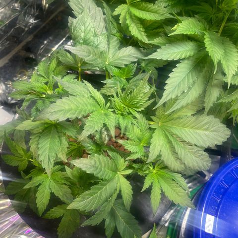 Auto Chem Cookies growlog timeline photo