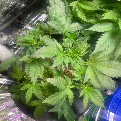 Auto Chem Cookies growlog timeline photo
