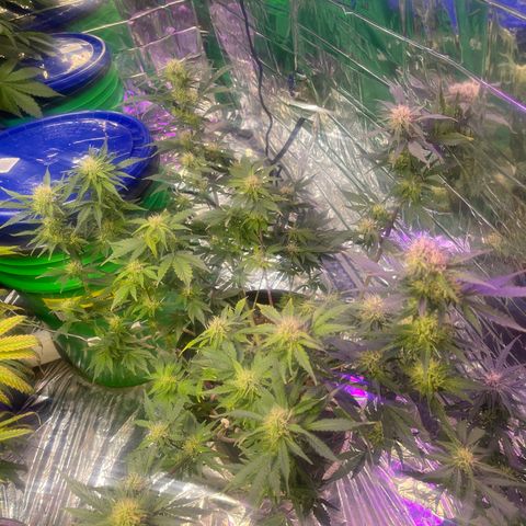 Auto Chem Cookies growlog timeline photo