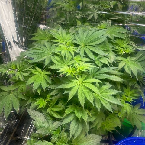 Auto Apples Bananas growlog timeline photo