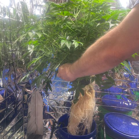 Auto Apples Bananas growlog timeline photo