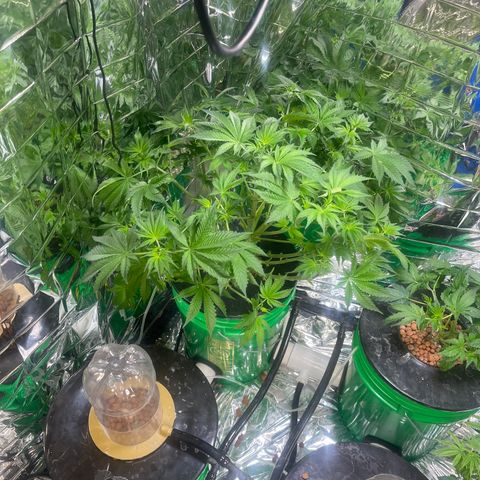 Auto Apples Bananas growlog timeline photo