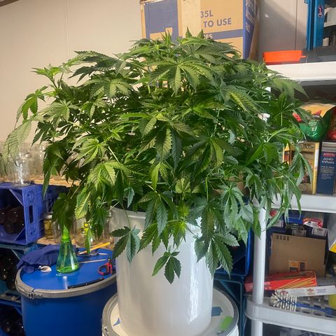Auto Apples Bananas growlog timeline photo
